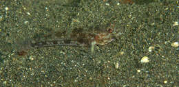 Plancia ëd Ancistrogobius