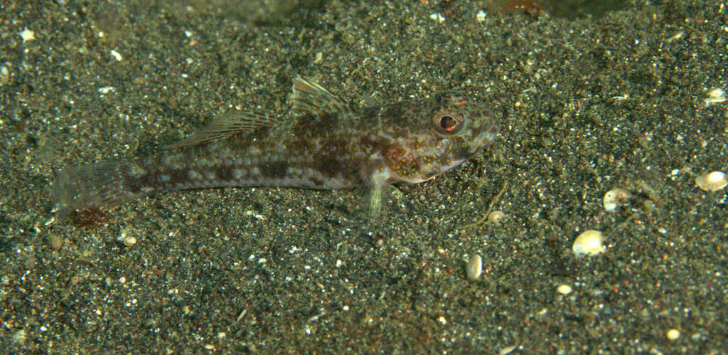 Plancia ëd Ancistrogobius