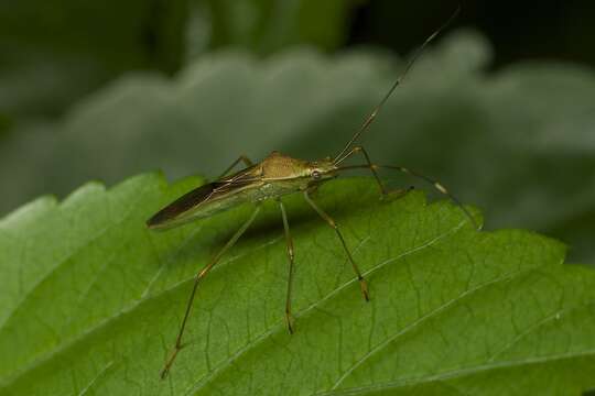 Imagem de Leptocorisa chinensis Dallas 1852