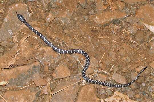 Image of Dipsas ventrimaculata (Boulenger 1885)