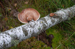 Image of Leccinum melaneum (Smotl.) Pilát & Dermek 1974