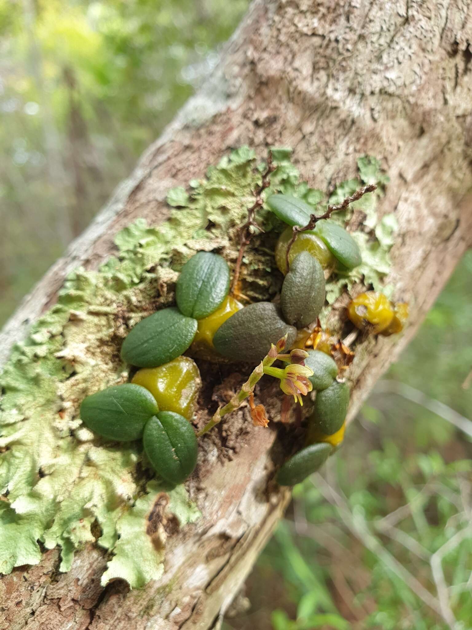 Image of Bulbophyllum complanatum H. Perrier