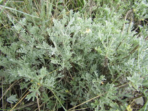 Image of Seriphidium caerulescens subsp. caerulescens