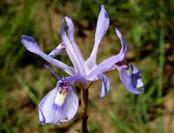 Image of Moraea elliotii Baker