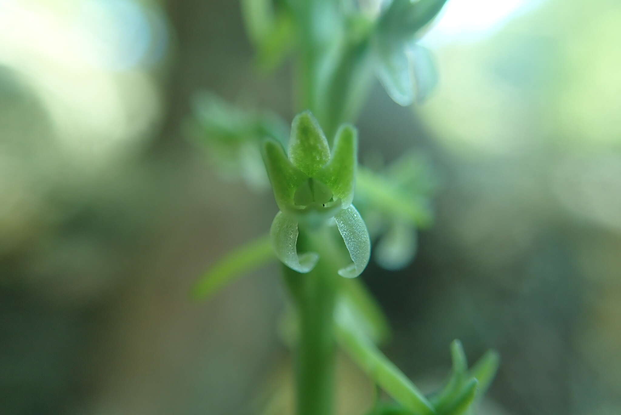 Image of Denseflower rein orchid