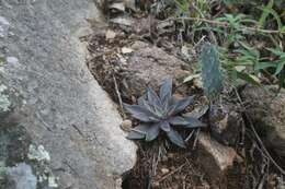 Imagem de Echeveria schaffneri (S. Wats.) Rose