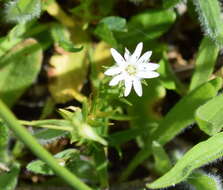 Imagem de Stellaria angustifolia Hook.