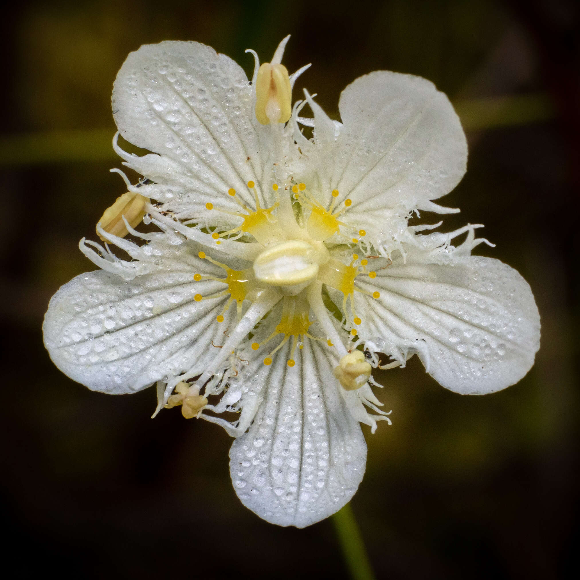 Image of fringed grass of Parnassus