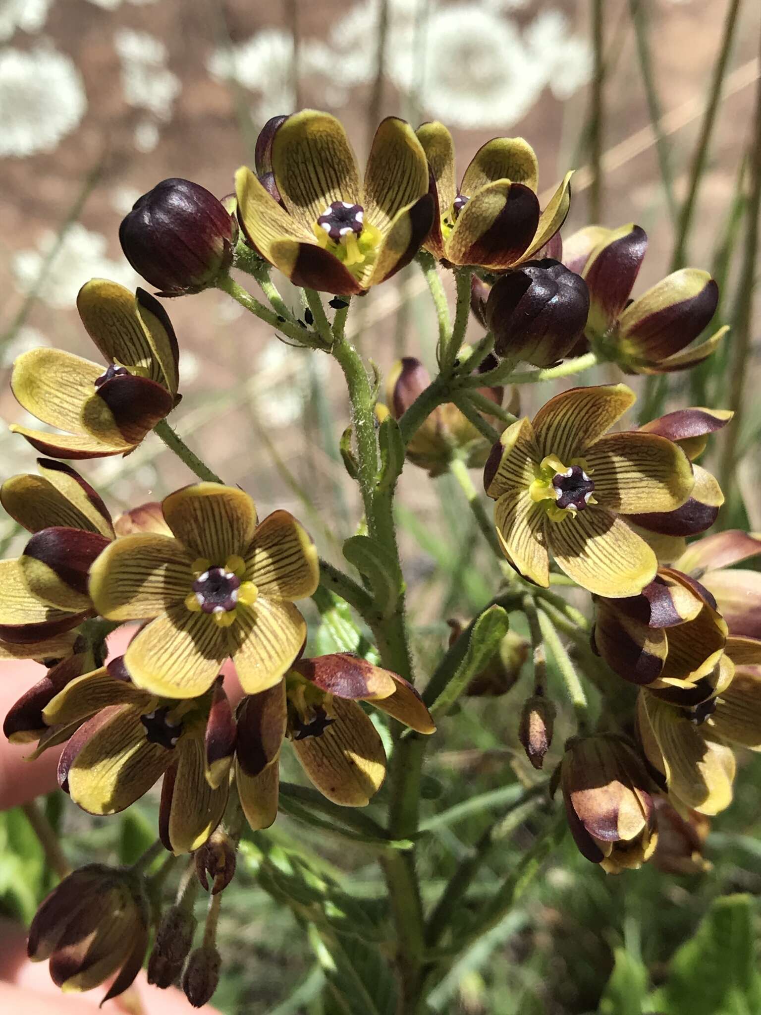 Image de Schizoglossum hamatum E. Mey.