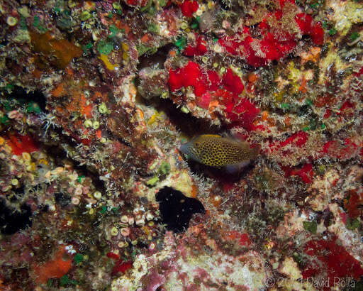 Image of Fantail filefish