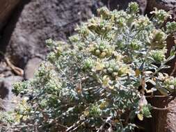 Image of Teucrium stocksianum Boiss.