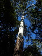 Image of grand eucalyptus