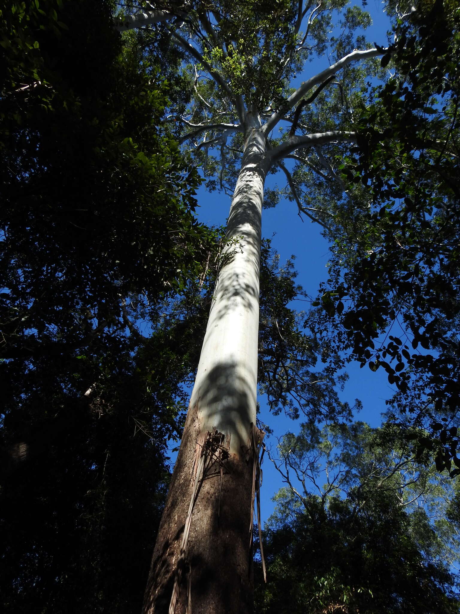 Eucalyptus grandis W. Hill ex Maiden resmi