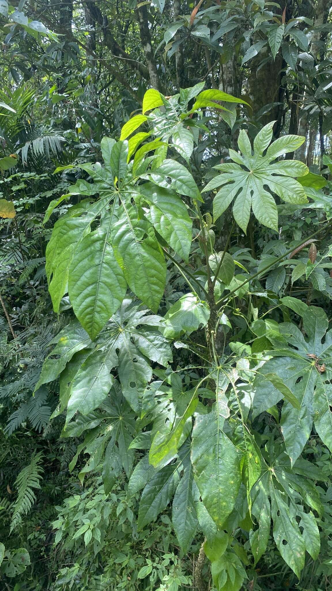 Sivun Trevesia palmata (Roxb. ex Lindl.) Vis. kuva