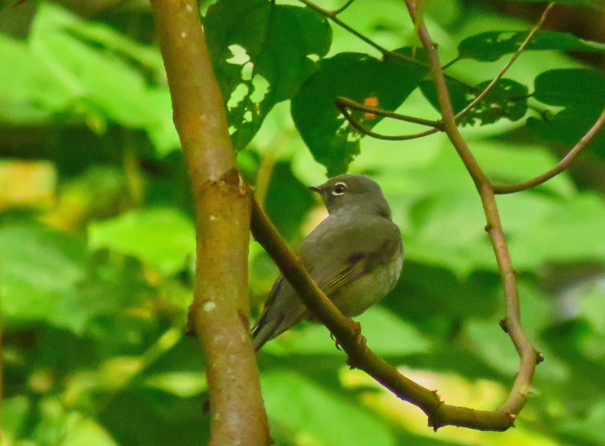 Image of Slate-colored Solitaire