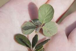 Image of Birch-leaf Mountain-mahogany