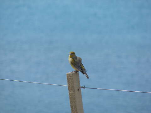 Image of Patagonian Yellow Finch