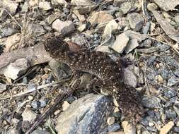 Image of Border Thick-tailed Gecko