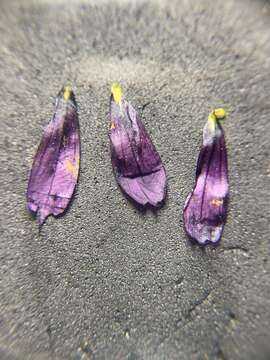 Image of Idaho blue-eyed grass