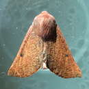 Image of <i>Drepanogynis villaria</i>