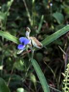 Image of Crotalaria sessiliflora L.