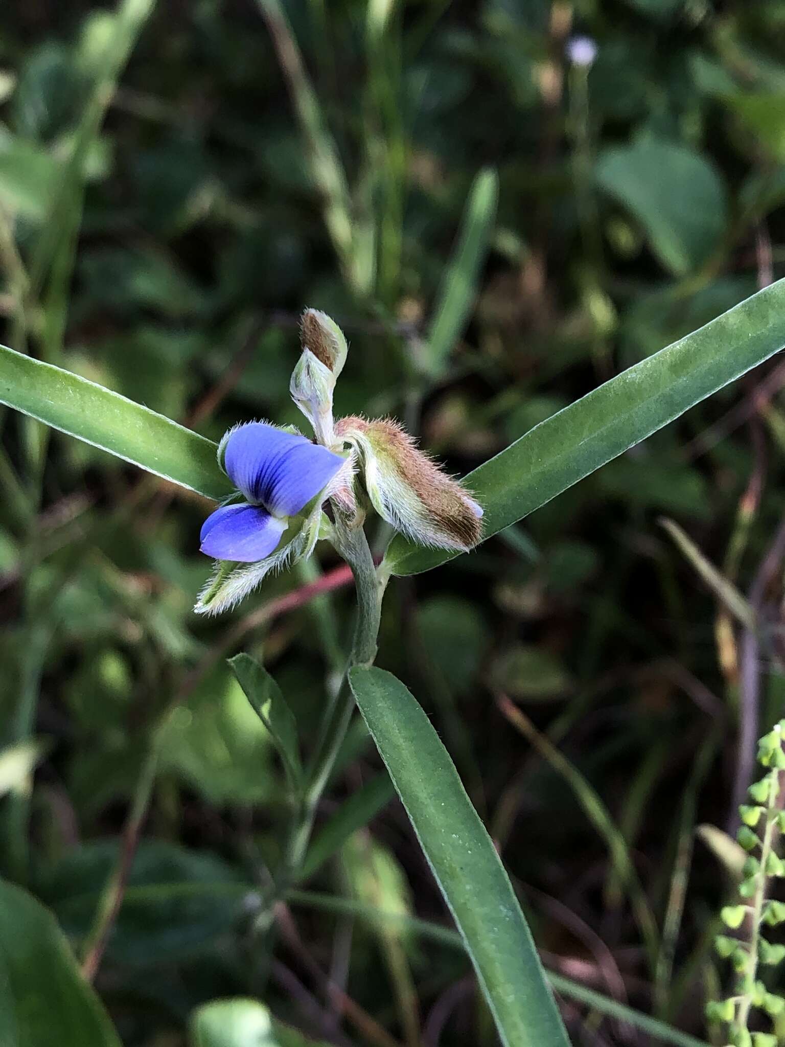 Image of Crotalaria sessiliflora L.