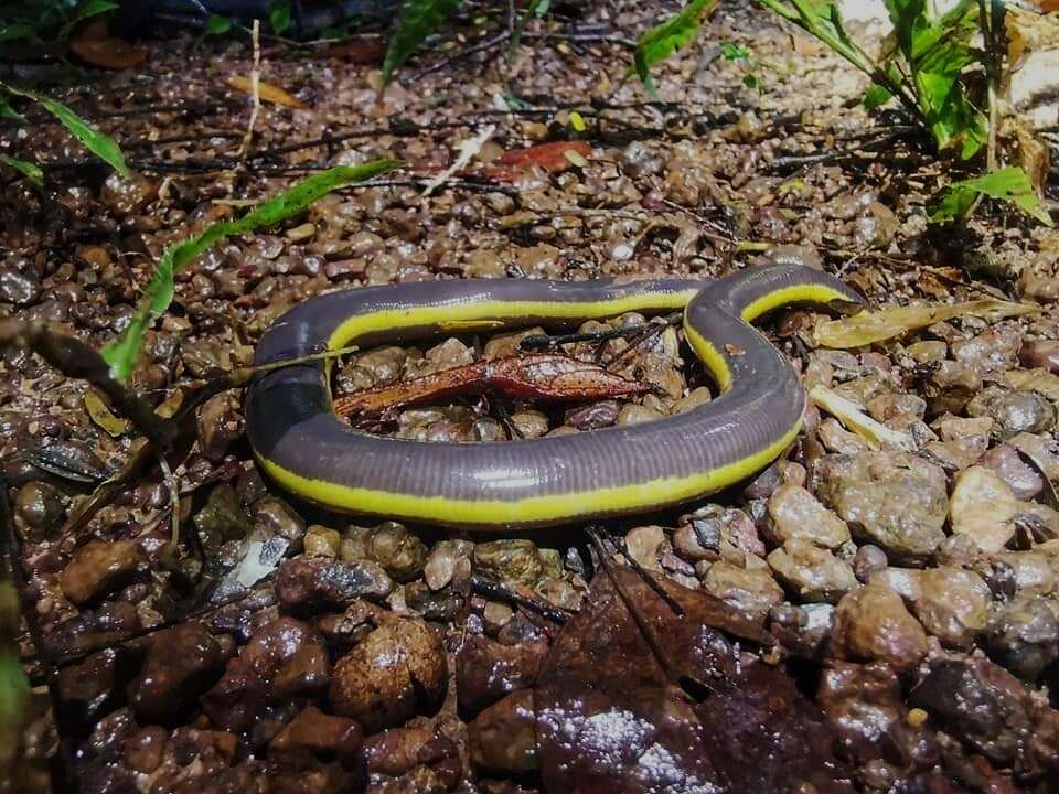 Plancia ëd Ichthyophis nguyenorum Nishikawa, Matsui & Orlov 2012