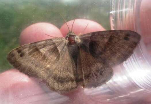 Image of Clover Looper, Range Grass-moth