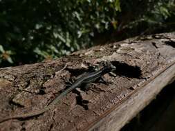 Image of Painted Tree Iguana