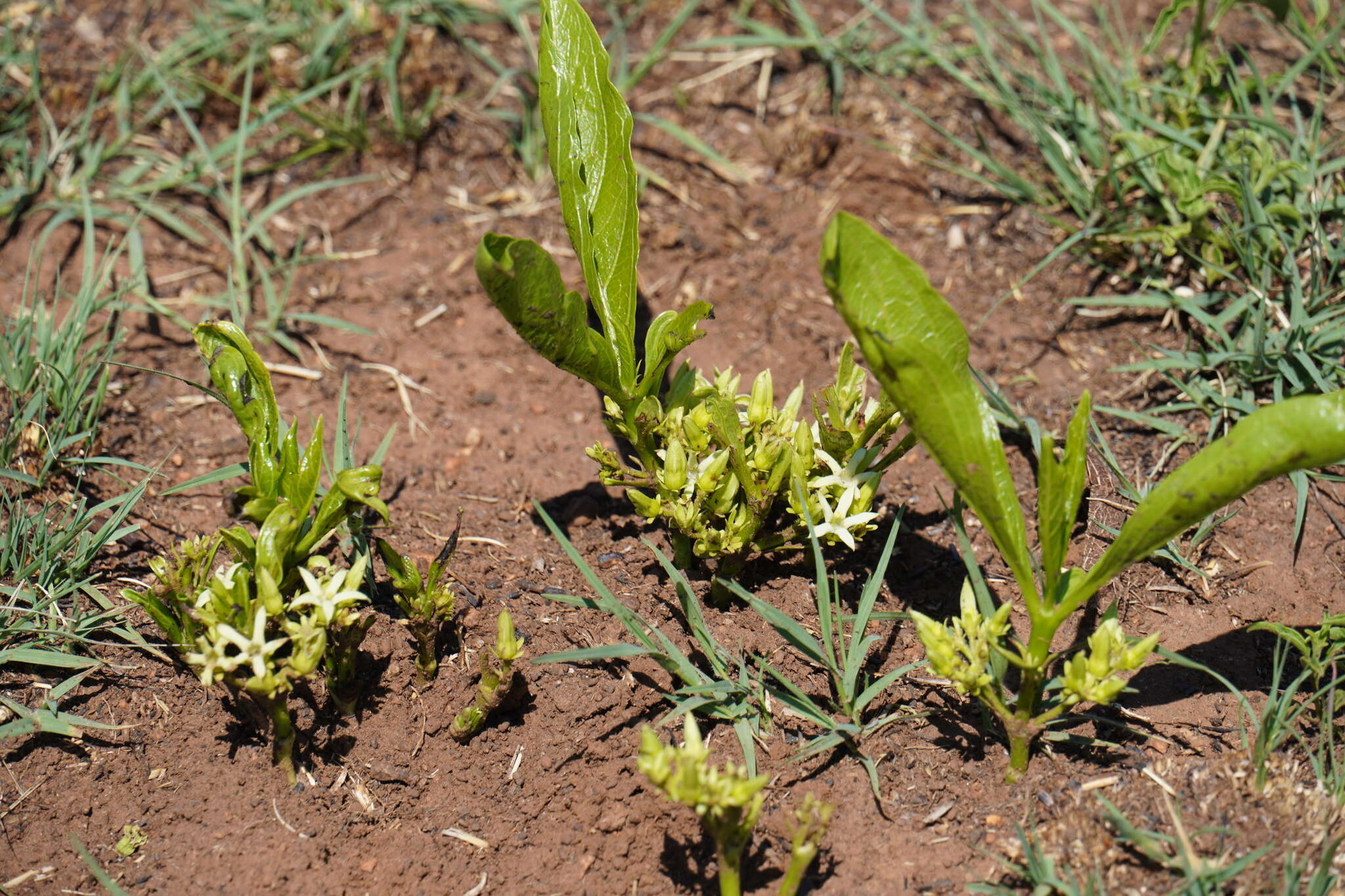 صورة Pygmaeothamnus zeyheri (Sond.) Robyns