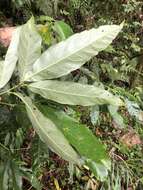 Image of Lithocarpus lepidocarpus (Hayata) Hayata