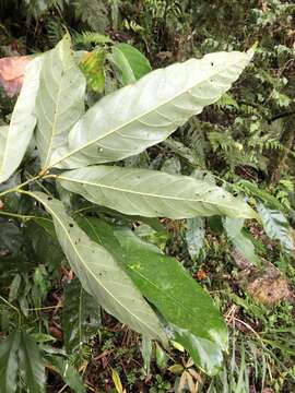 صورة Lithocarpus lepidocarpus (Hayata) Hayata