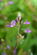 Plancia ëd Desmodium pringlei S. Watson