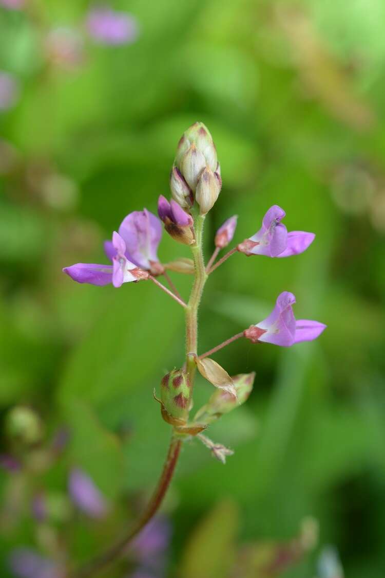 Plancia ëd Desmodium pringlei S. Watson