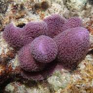 Image of Blue Crust Coral