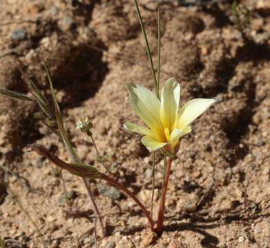 Image of Romulea pearsonii M. P. de Vos