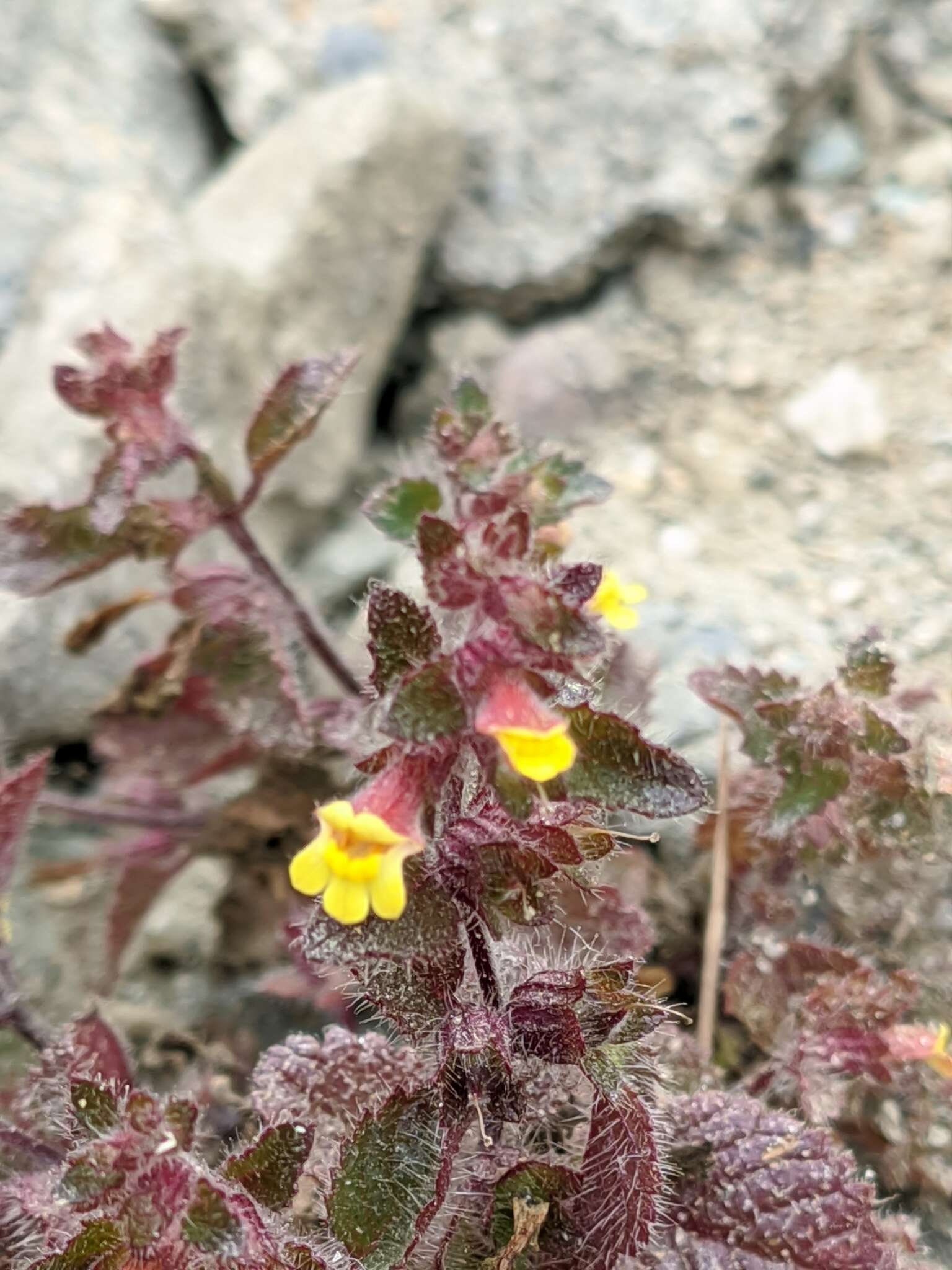 Image of Lindenbergia muraria (Roxb. ex D. Don) Brühl