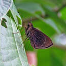 Image de Mnasitheus chrysophrys Mabille 1891