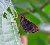 Image de Mnasitheus chrysophrys Mabille 1891