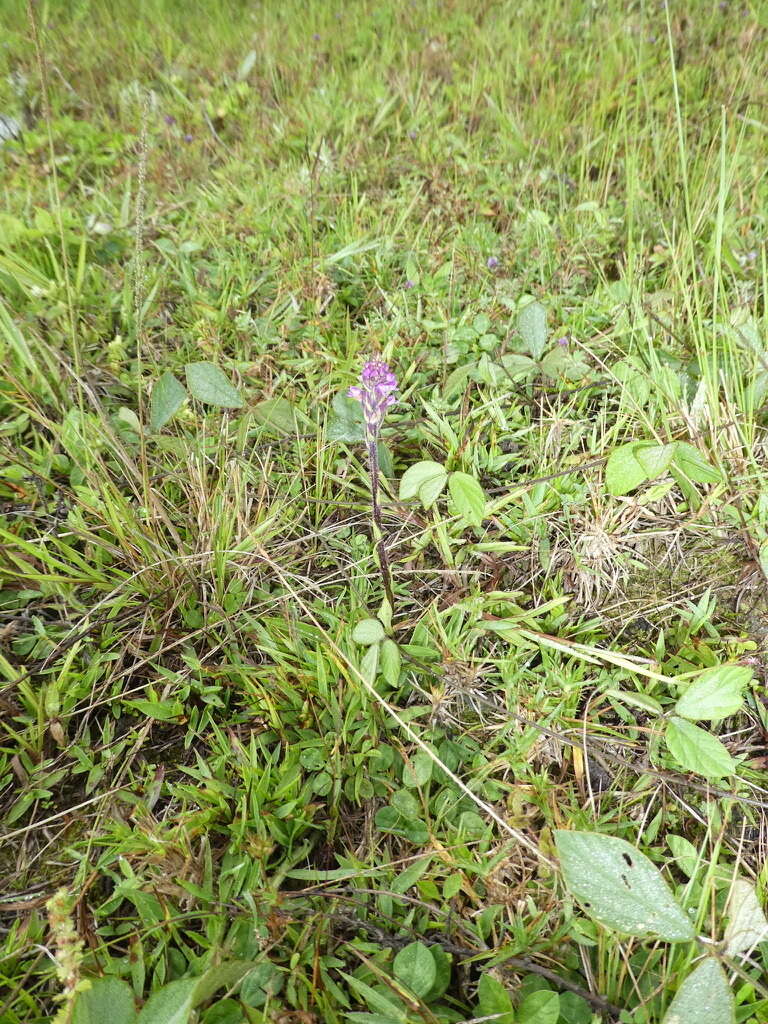 Plancia ëd Cynorkis anacamptoides Kraenzl.