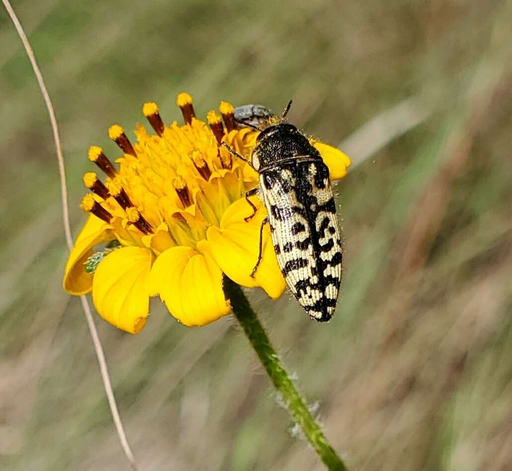 Image of Acmaeodera decipiens Le Conte 1866