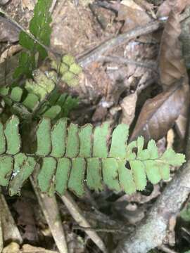 Image of Adiantum terminatum Kunze ex Miq.