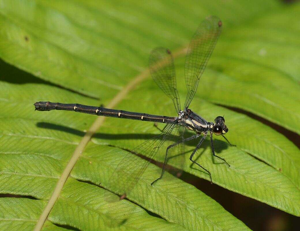 Image de Austroargiolestes calcaris (Fraser 1958)