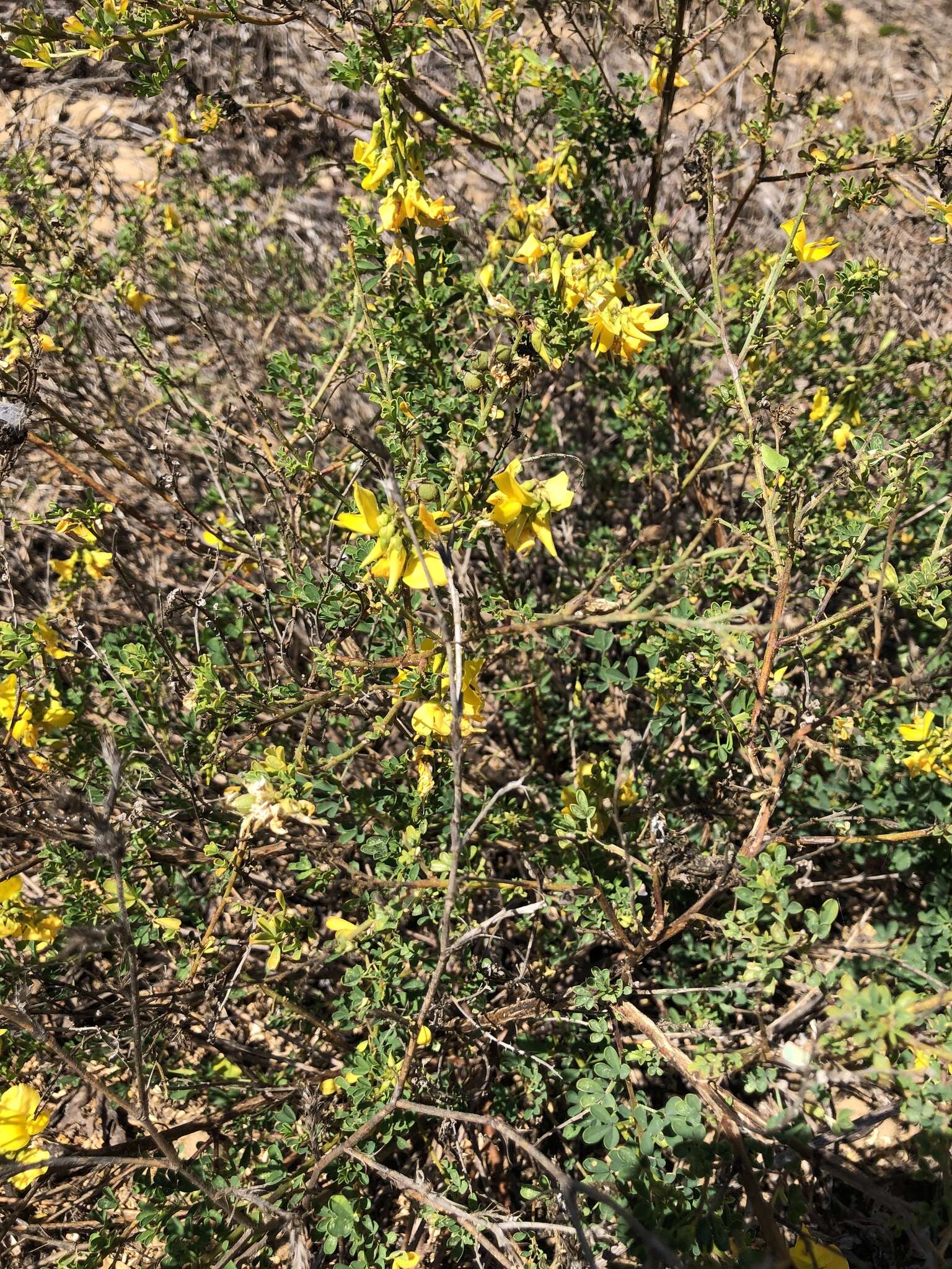 Imagem de Crotalaria medicaginea Lam.