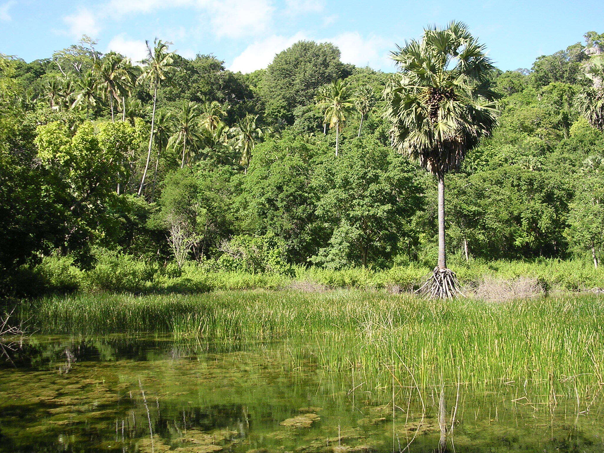 Image of toddy palm