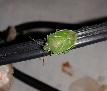 Image of Stink bug