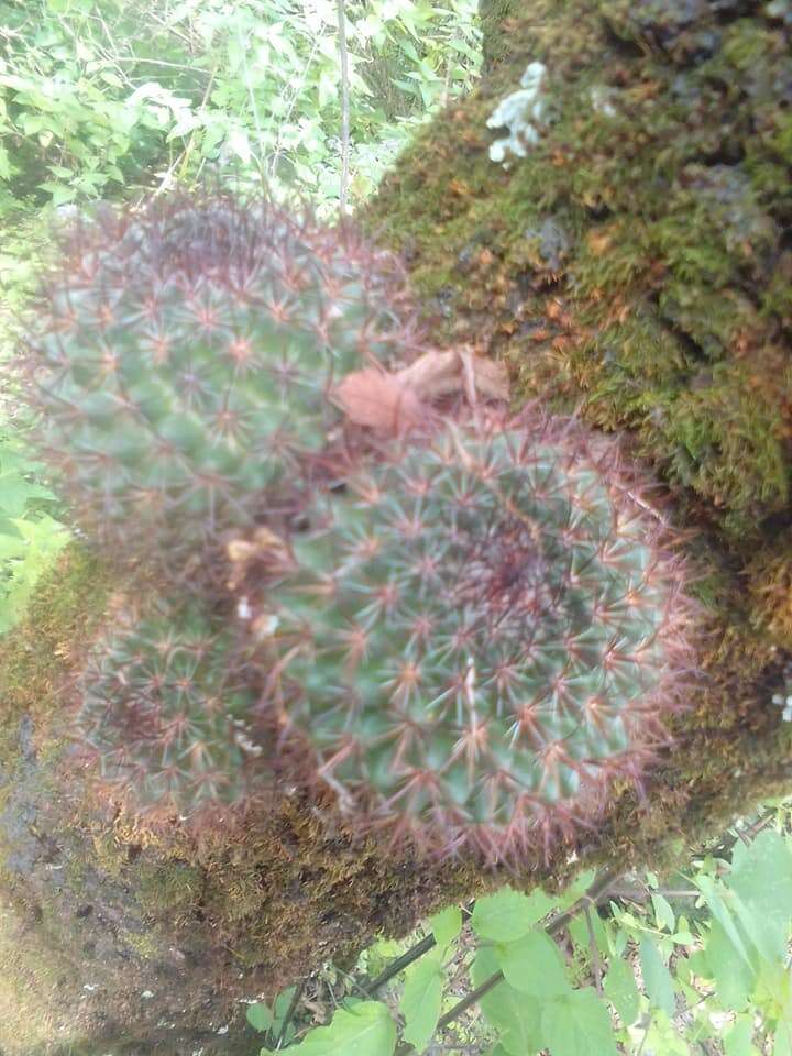 Image of Mammillaria rhodantha subsp. fera-rubra (F. Schmoll ex R. T. Craig) D. R. Hunt