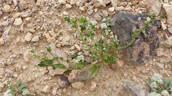 Слика од Plagiobothrys glomeratus A. Gray