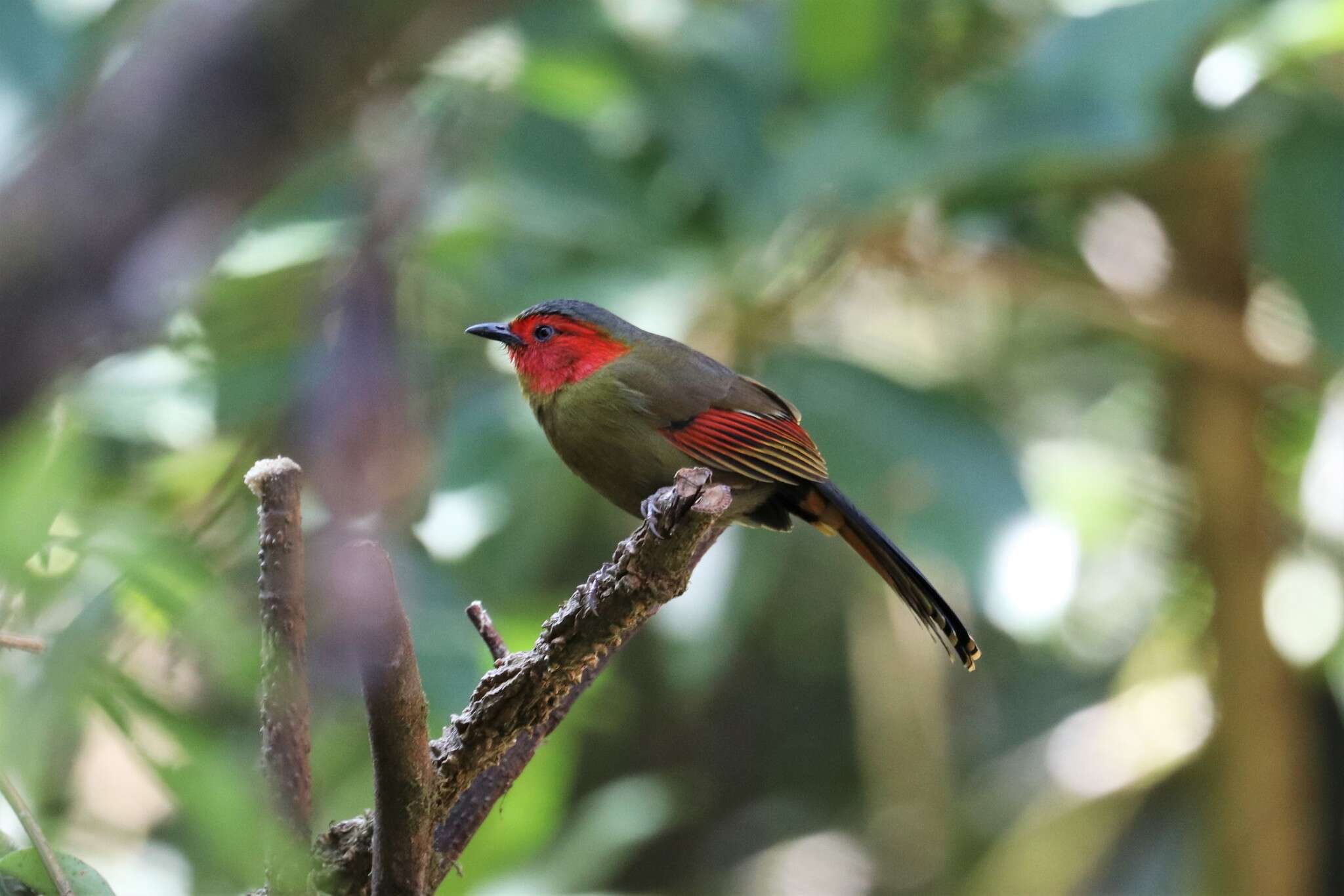 Image of Crimson-winged Liocichla