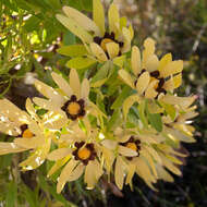 Image of Leucadendron microcephalum (Gand.) Gand. & Schinz